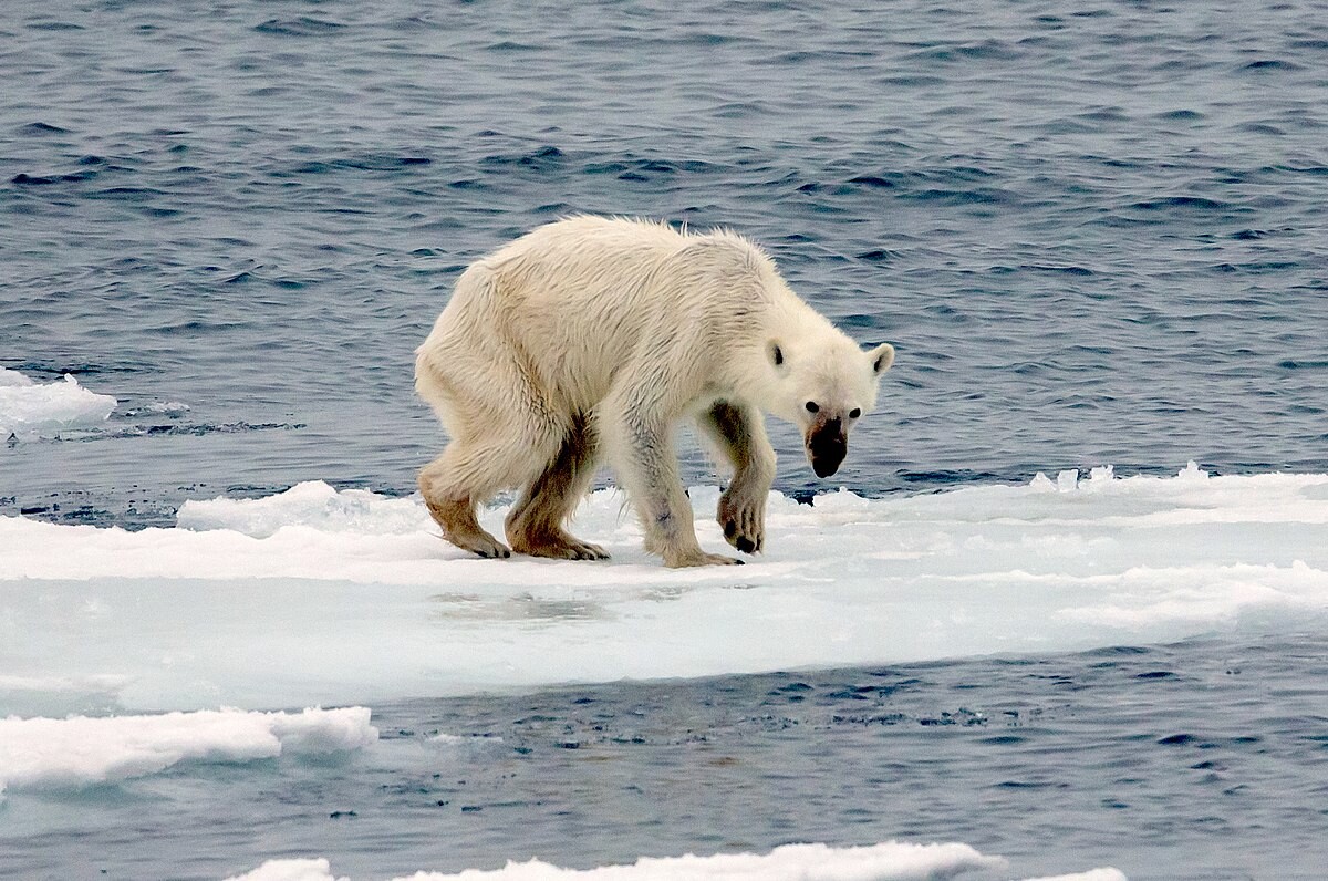 lední medvěd