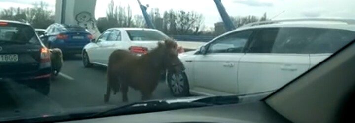 Bratislavským mostem se prohnal poník s ovcí a za nimi tři policejní auta. Zvířecí uprchlíci se postarali o pořádný chaos