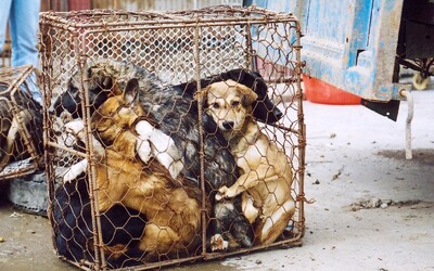 Čínská policie zachránila 386 psů mířících na „festival“ psího masa.