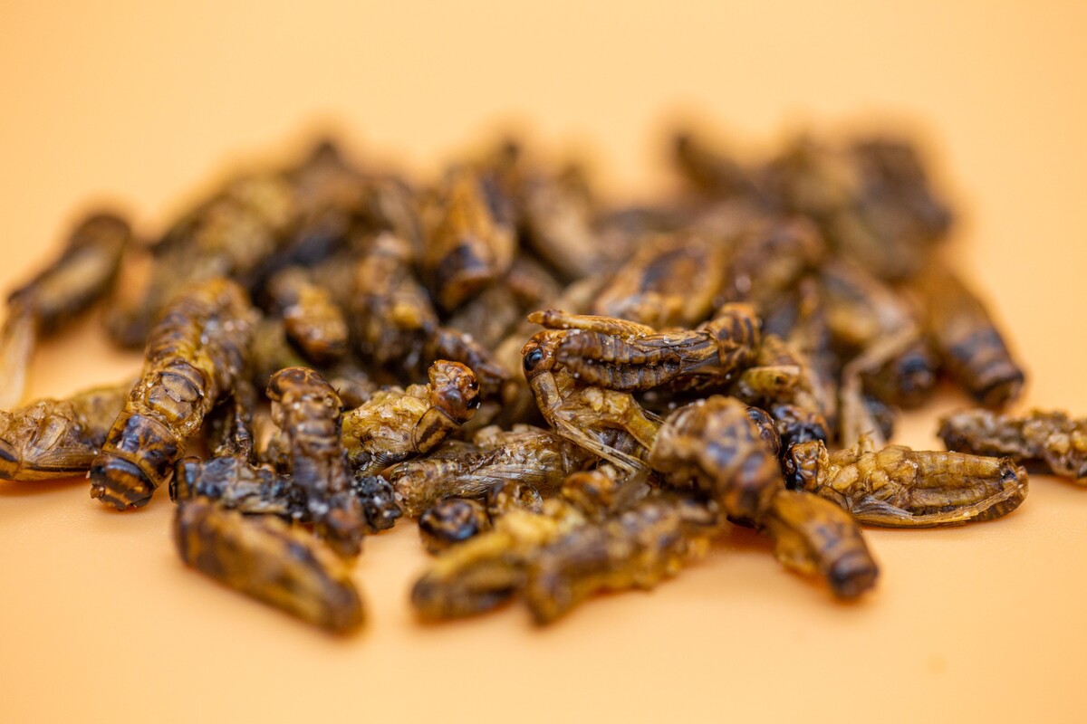 test hmyzu, hmyz, test hmyzích produktov, whizbe, grig, chrumkavé larvičky, jedlý hmyz
