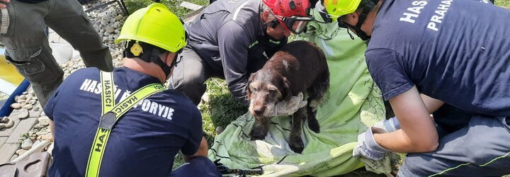 Hasiči vytáhli z trosek po tornádu na Moravě zraněného psa. Vystrašeného chlupáče předali do rukou veterináři