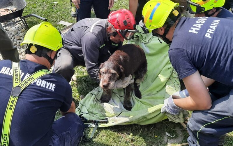 Hasiči vytáhli z trosek po tornádu na Moravě zraněného psa. Vystrašeného chlupáče předali do rukou veterináři.