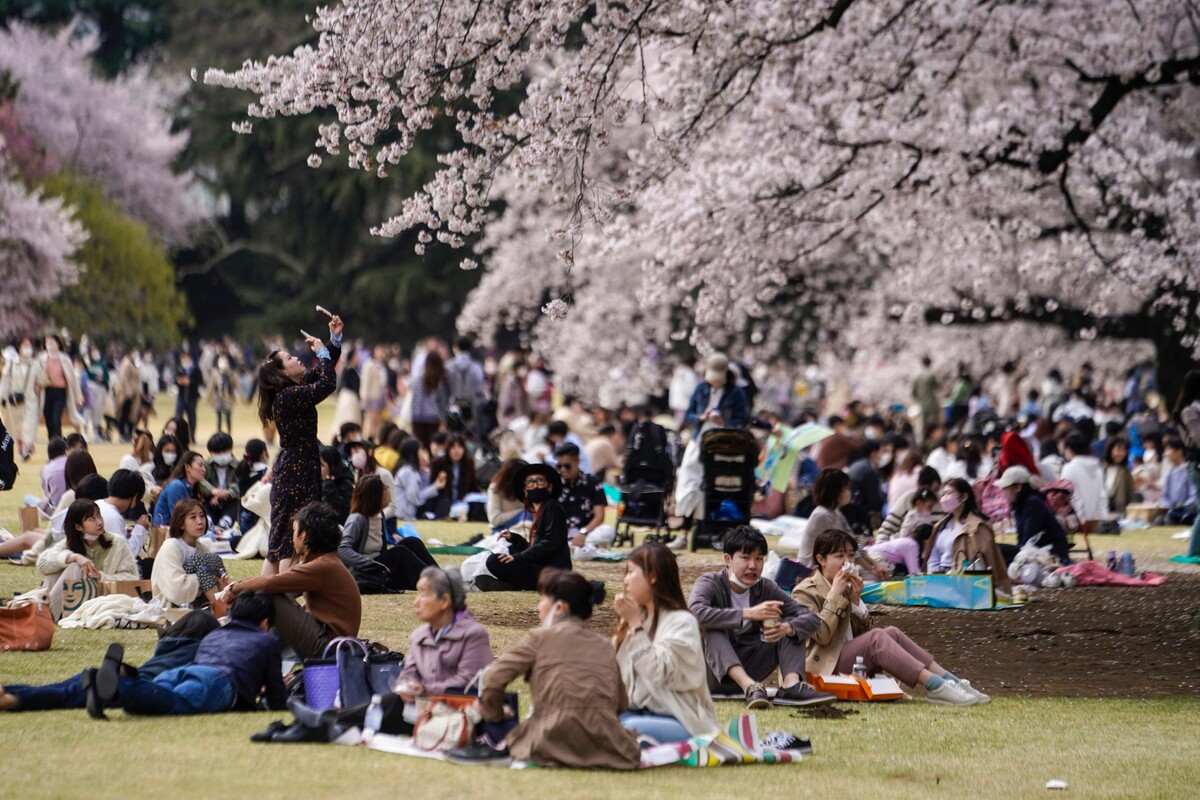 Japonsko Tokio jar čerešne