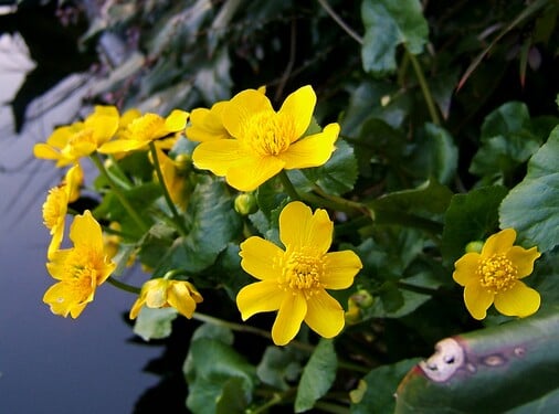 Rastlina na obrázku má druhový názov „močiarne“. Poznáš jej celé meno?
