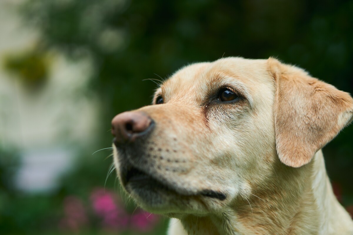 labrador