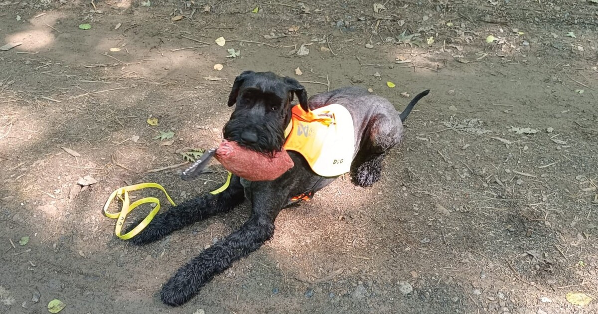 Pohřešovaného houbaře našel policejní pes Gandal. Press F to pay respect