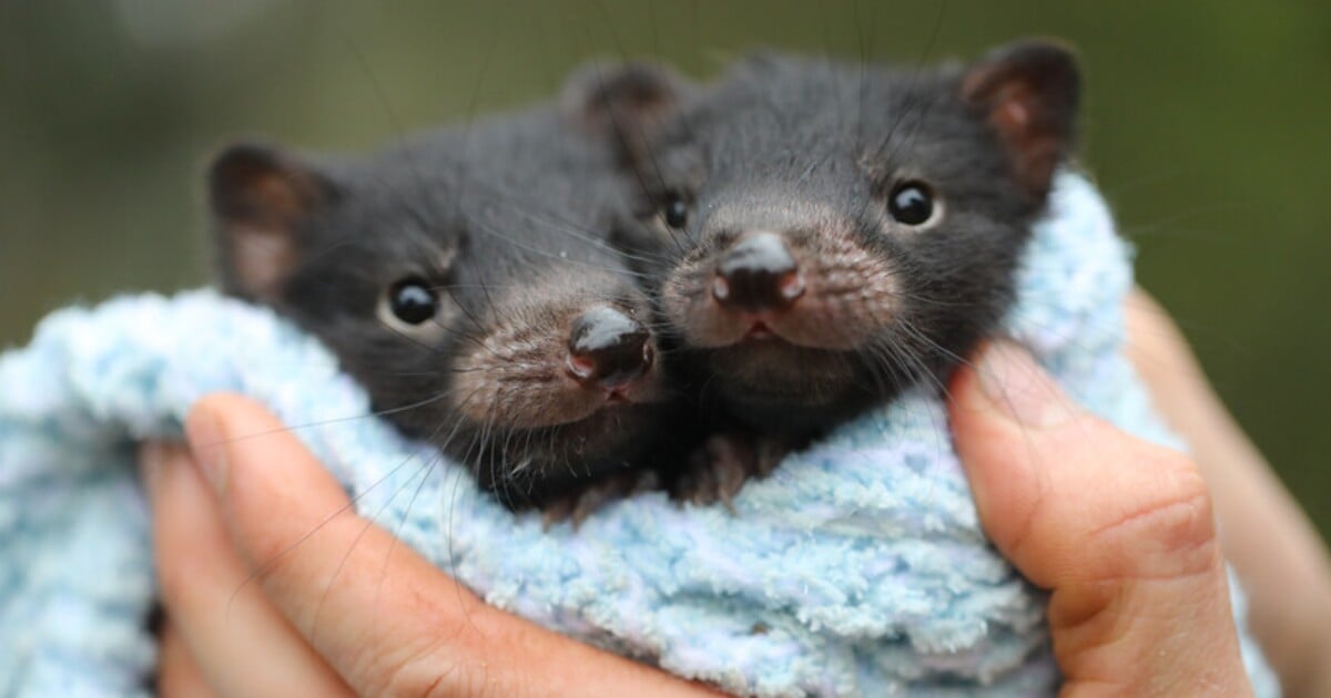 Obrazem: Podívej se na úplně malinká miminka tasmánského čerta. U jejich záchrany byla i hvězda marvelovek