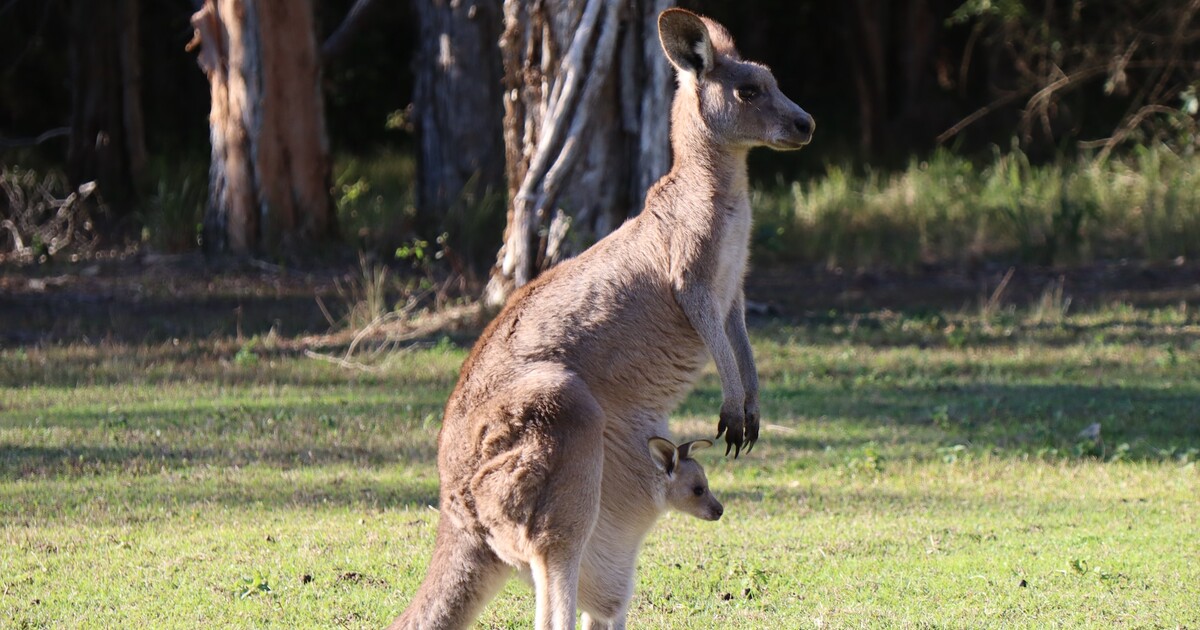 Bitka jako z filmu: Klokan na útěku nabombil policistovi, který se ho snažil odchytit