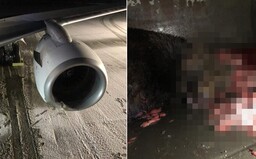 FOTO: Na Aljaške trafilo lietadlo pri pristávaní medveďa. Zviera po náraze zabilo, jeho mláďaťu sa našťastie vyhlo