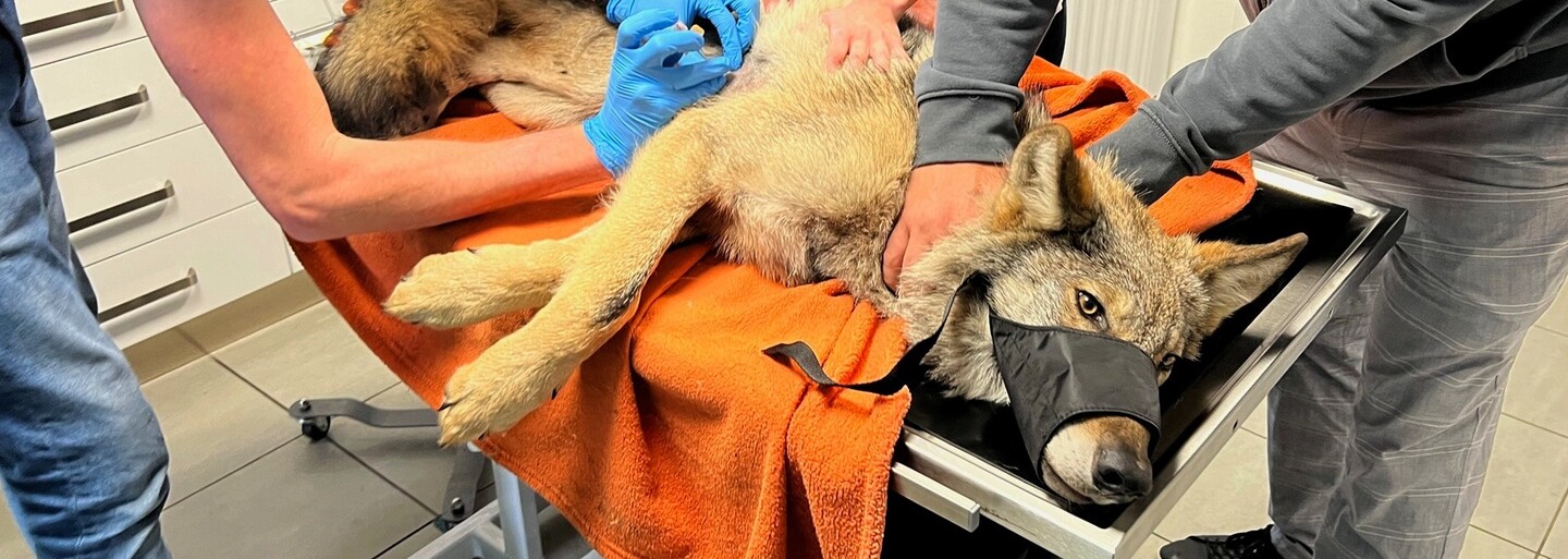 FOTO: Zraněný vlk, kterého nalezli houbaři, potřebuje operaci levé kyčle. Věříme, že to zvládne, říkají záchranáři