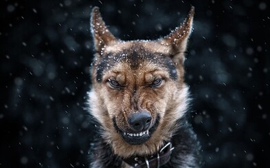 Fotograf dokazuje, že aj zvieratá môžu mať nadupané portréty. Pozrite sa, ako ich zachytil Fotograf dokazuje, že aj zvieratá môžu mať nadupané portréty. Pozrite sa, ako ich zachytil
