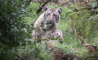 Fotograf zachytil mimoriadne vzácneho bledého tigra len zopár desiatok metrov od seba Fotograf zachytil mimoriadne vzácneho bledého tigra len zopár desiatok metrov od seba