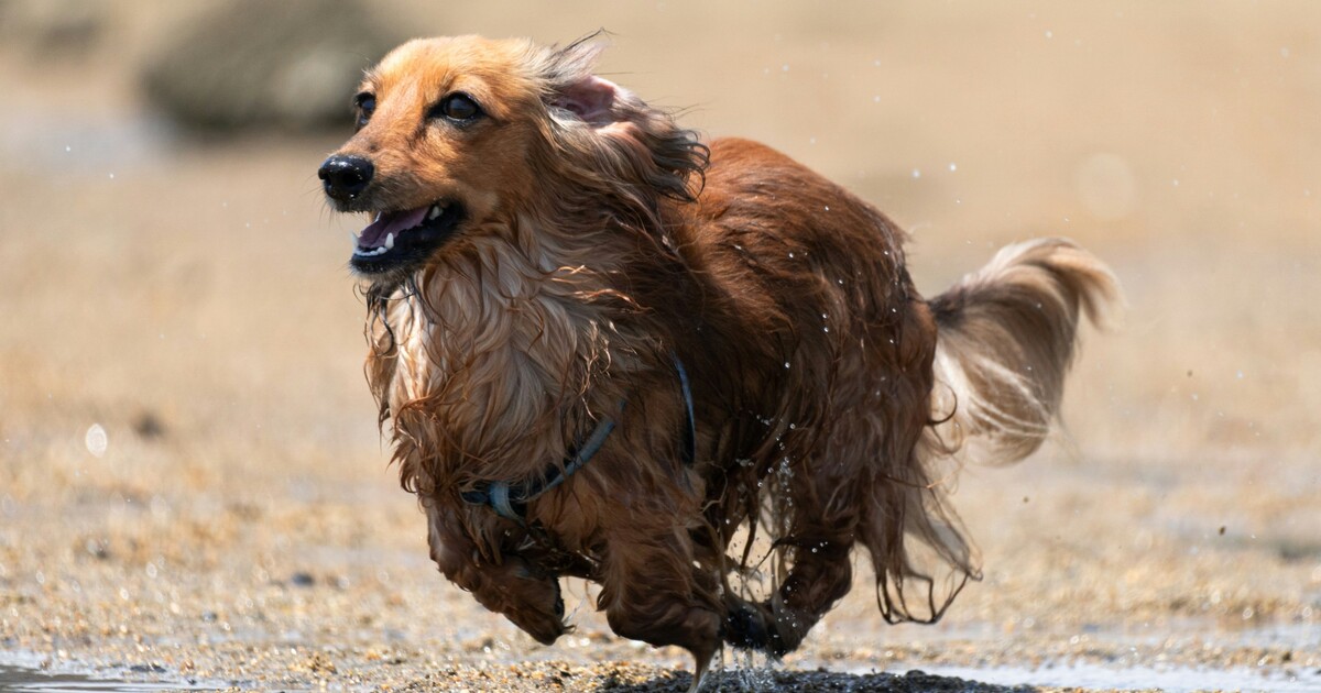 AKTUÁLNĚ: V metru běhá pes. Linka A nejezdí mezi zastávkami Nemocnice Motol a Dejvická