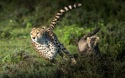 Gepardi se poprvé po 70 letech objeví v indické divočině