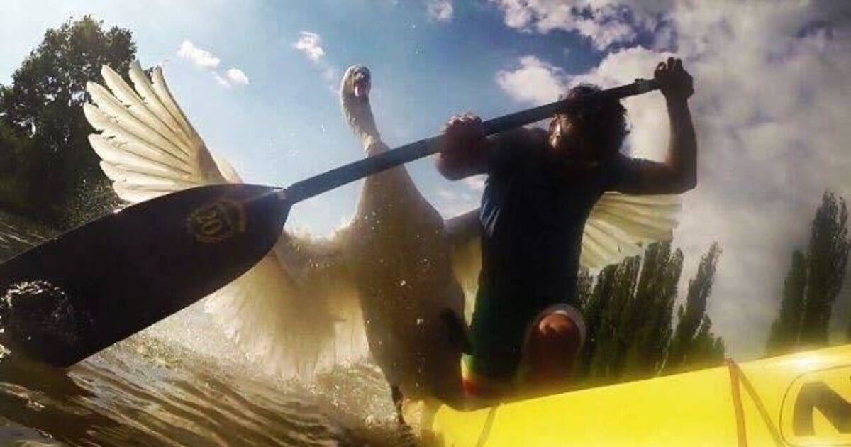 Z Plzně zmizel obávaný labuťák, který „terorizoval“ vodáky. Lidé se bojí, že se na jaře vrátí