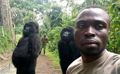 Gorily si zapózovaly na selfie se strážníky, kteří je chrání před pytláky. Nastavují za zvířata vlastní životy Gorily si zapózovaly na selfie se strážníky, kteří je chrání před pytláky. Nastavují za zvířata vlastní životy