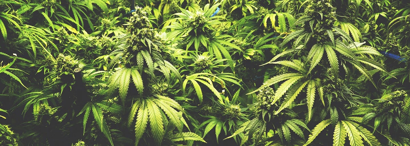 Grécko legalizovalo marihuanu na lekárske účely. Cez Európu práve prechádza vlna marihuanovej revolúcie, ktorá upravuje legislatívu aj vnímanie