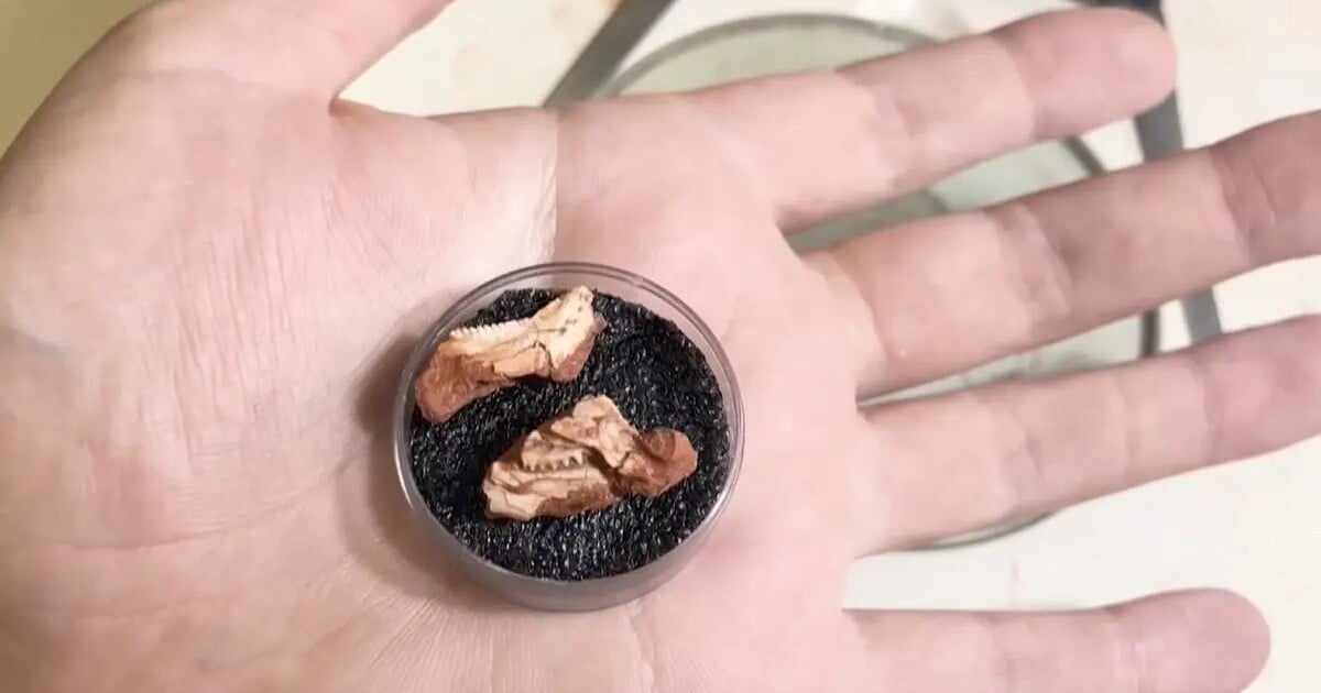 FOTO: Unikátní nález paleontologů. V Brazílii objevili extrémně vzácnou fosilii