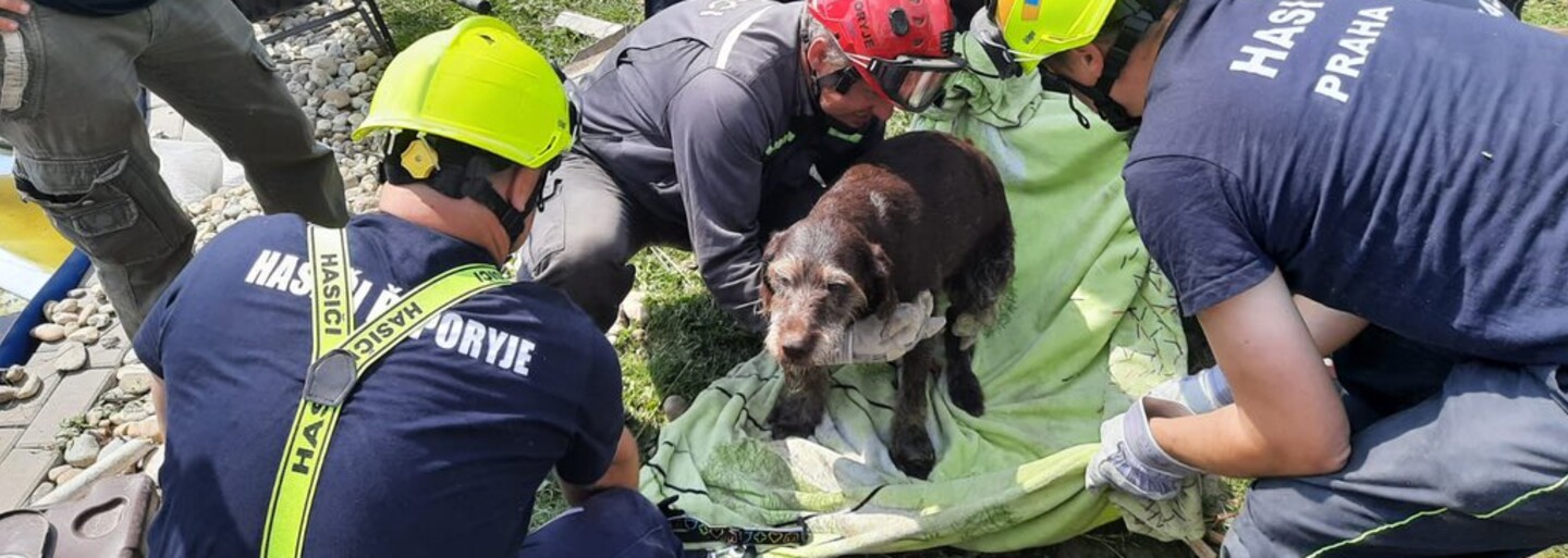 Hasiči vytáhli z trosek po tornádu na Moravě zraněného psa. Vystrašeného chlupáče předali do rukou veterináři