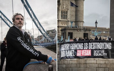 Herec Joaquin Phoenix se přivázal k transparentu na londýnském mostě, kde vyzýval k veganství Herec Joaquin Phoenix se přivázal k transparentu na londýnském mostě, kde vyzýval k veganství