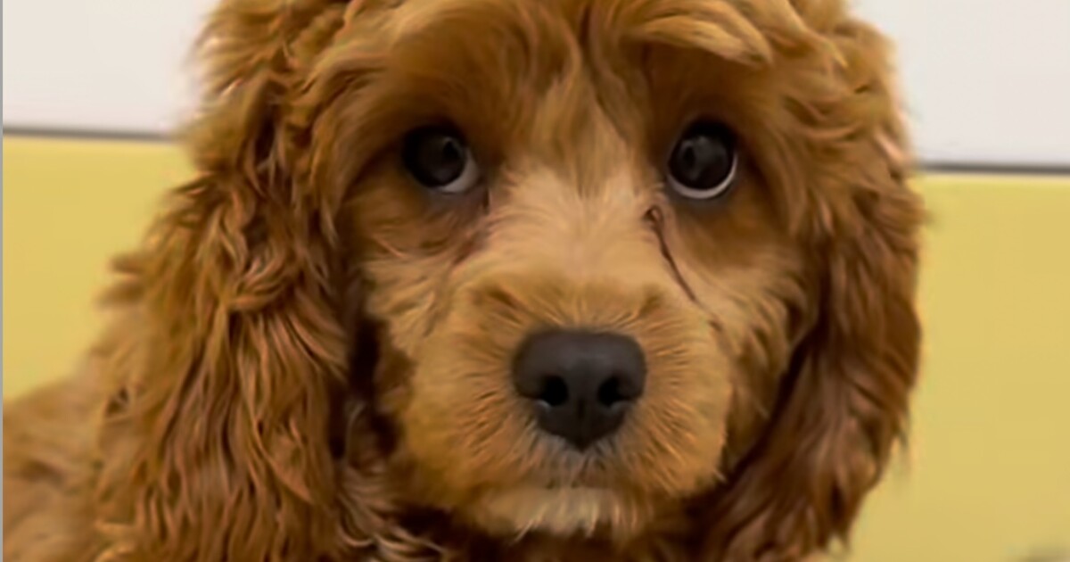 Z množírny osvobodili 129 psů za jednu noc. Známý slovenský útulek zachránil zvířata v kritickém stavu, teď prosí o pomoc