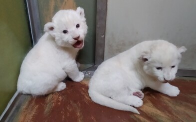 Hodonínská zoo slaví vzácný přírůstek! Dvě lví mláďata se mají čile k světu Hodonínská zoo slaví vzácný přírůstek! Dvě lví mláďata se mají čile k světu