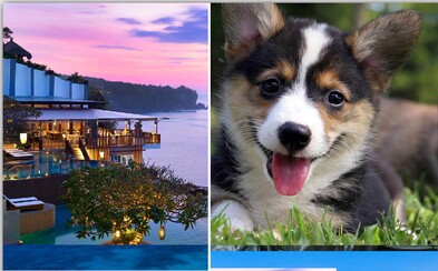 Hostel na Bali je plný zachráněných štěňátek. Levné ubytování si lidé zamilovali Hostel na Bali je plný zachráněných štěňátek. Levné ubytování si lidé zamilovali