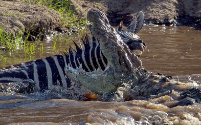 Hrdinská zebra, ktorá útočiaceho krokodíla pohrýzla späť! Podarilo sa jej prežiť len so zlomenou nohou Hrdinská zebra, ktorá útočiaceho krokodíla pohrýzla späť! Podarilo sa jej prežiť len so zlomenou nohou