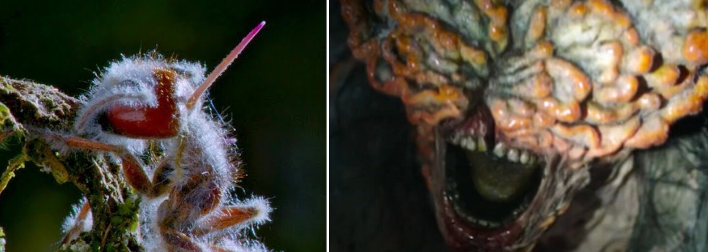 Hubovitá infekcia Cordyceps z The Last of Us je skutočná. Ľudia by sa mohli nakaziť aj v súčasnosti