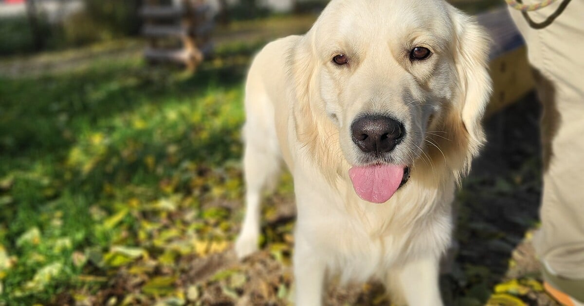 Rodině z Brna se na výletě ztratil pes, cestu našel sám. Nastoupil do vlaku a nechal se odvézt domů