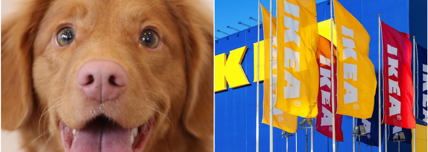 IKEA chrání toulavé psy před mrazem. Kromě vstupu do budovy dostanou i jídlo