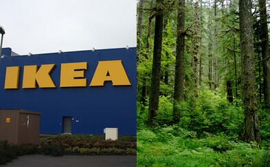 IKEA vysadila 3 miliony nových stromů v deštném pralese, který lidé zdevastovali kácením a ohněm IKEA vysadila 3 miliony nových stromů v deštném pralese, který lidé zdevastovali kácením a ohněm