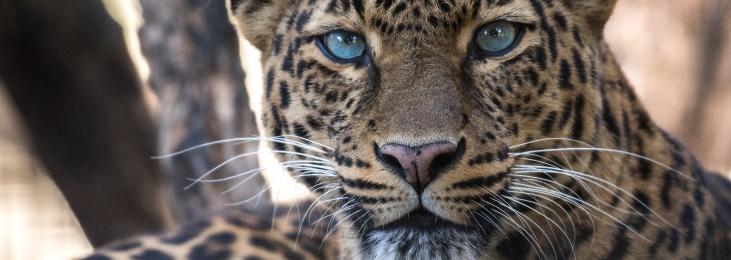 Ind, ktorý chová v Donbase leoparda a pumu: Zostanem s nimi do poslednej minúty. Sme v nebezpečenstve, obkľúčili nás Rusi