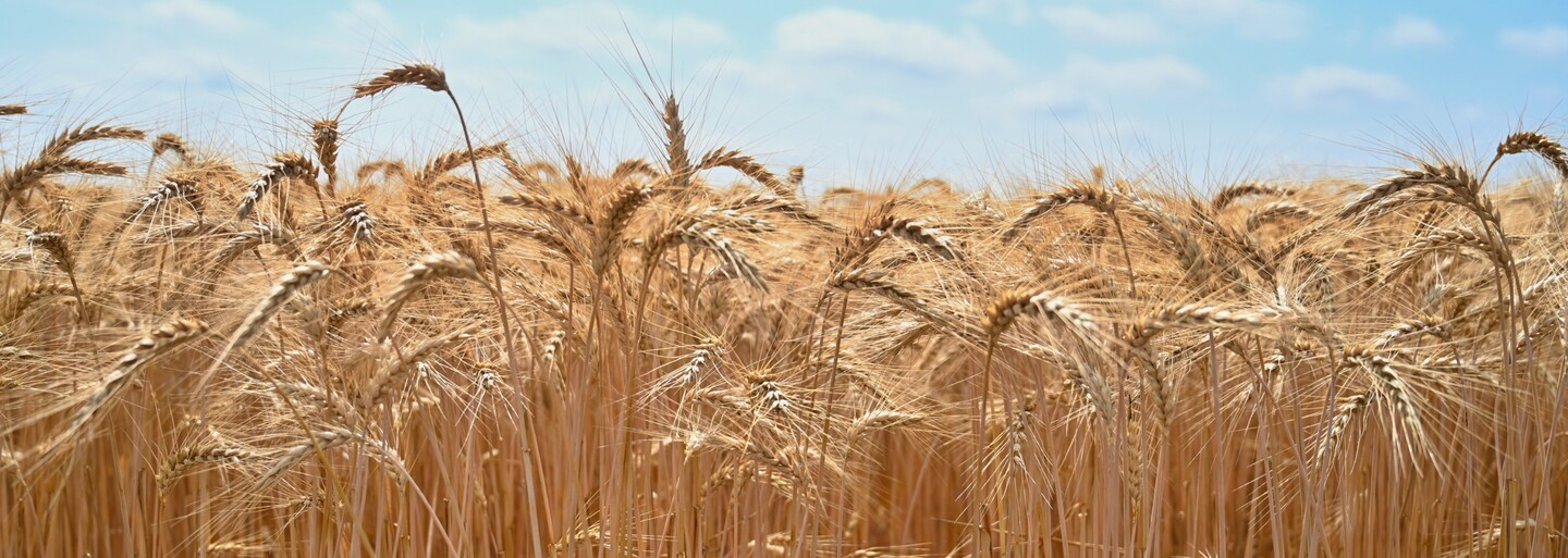 India, ktorá je druhým najväčším producentom pšenice na svete, zakázala s okamžitou platnosťou jej vývoz do zahraničia
