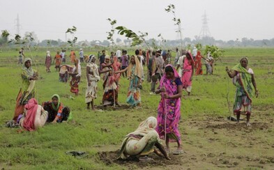 India sa pokúsila o svetový rekord - vysadiť 50 miliónov stromov v priebehu jedného dňa India sa pokúsila o svetový rekord - vysadiť 50 miliónov stromov v priebehu jedného dňa