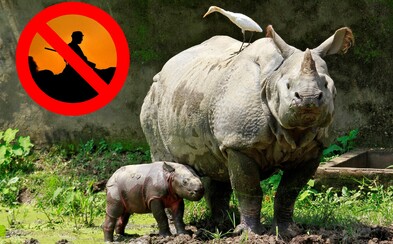 Indický národný park začal neľútostne odstreľovať pytliakov, aby ochránil ohrozenú populáciu nosorožcov Indický národný park začal neľútostne odstreľovať pytliakov, aby ochránil ohrozenú populáciu nosorožcov
