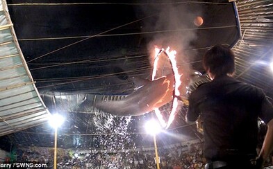 Indonéský cirkus, ve kterém jsou delfíni nuceni přeskakovat skrz hořící obruče. Mnozí z nich kvůli špatnému zacházení umírají Indonéský cirkus, ve kterém jsou delfíni nuceni přeskakovat skrz hořící obruče. Mnozí z nich kvůli špatnému zacházení umírají