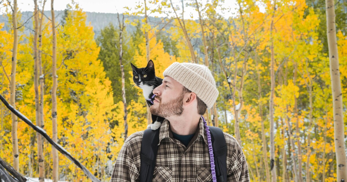 Kočky mňoukají na muže více než na ženy. Vědecký tým popsal, proč to tak je