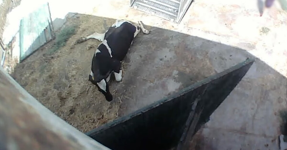 Další případ týrání zvířat. Bití a bodání krav natočili v zařízeních pod mlékárnou Olma