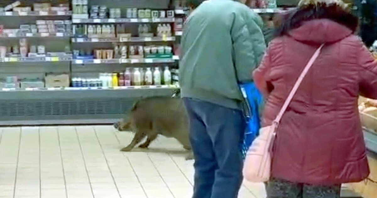 V plzeňském Tescu pobíhalo divoké prase. Těsně minulo pětiletého chlapce