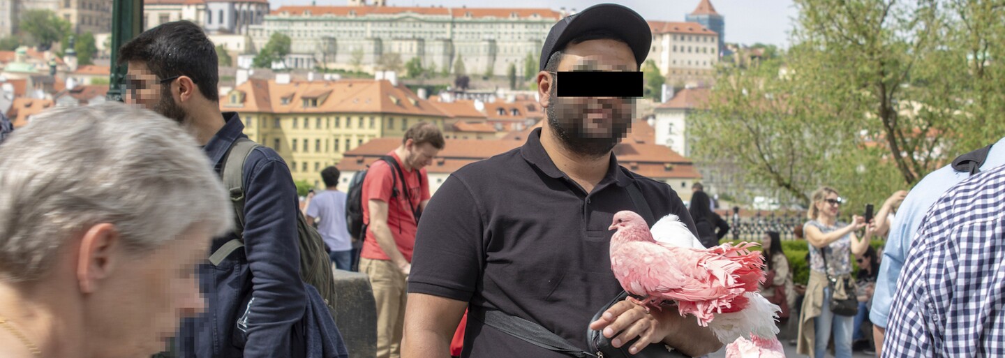 Ako sa robí špinavý biznis v centre Prahy: Koľko za hodinu zarobia trápením hadov či holubov a skákaním v medveďom kostýme?
