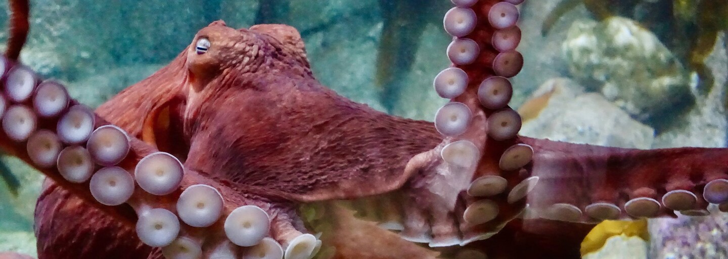 Japonské mesto si z pandemickej finančnej pomoci dalo postaviť obrovskú sochu chobotnice