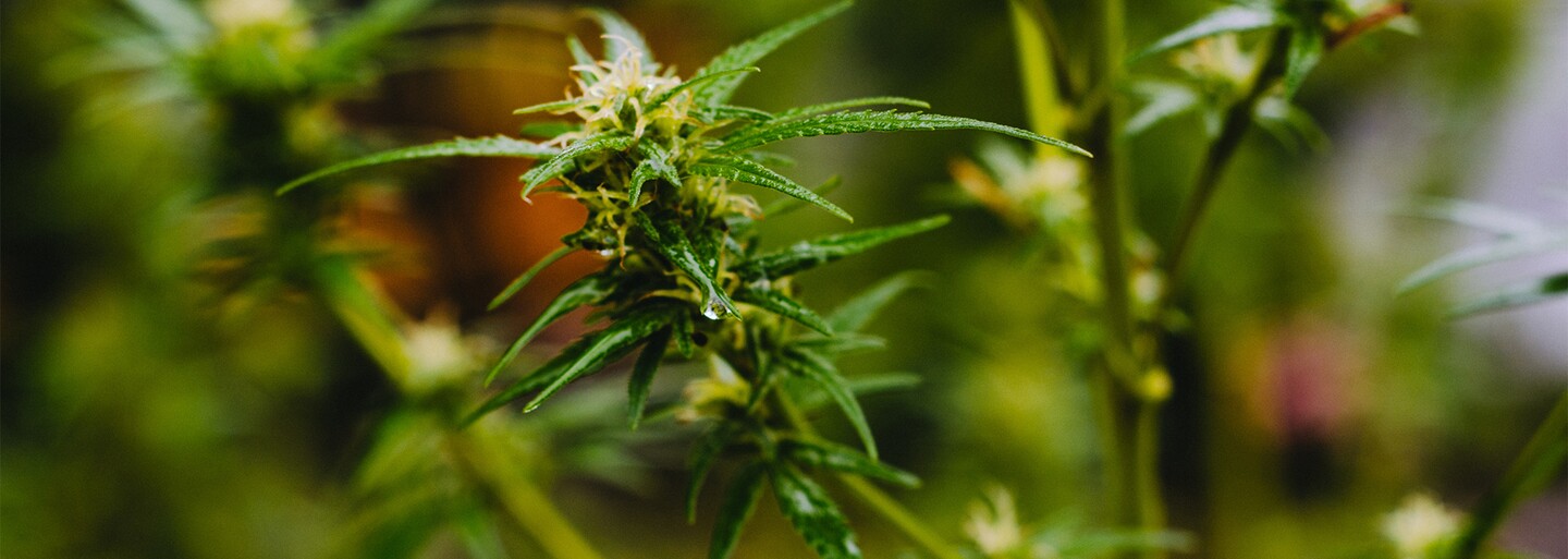Je lekárska marihuana účinným liekom proti nespavosti?