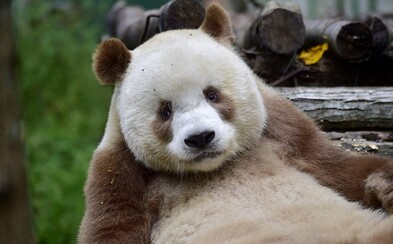 Jediná hnědá panda na světě Qizai si spokojeně žije svůj život. V dětství ji opustila matka, ale ona se tak snadno nevzdala Jediná hnědá panda na světě Qizai si spokojeně žije svůj život. V dětství ji opustila matka, ale ona se tak snadno nevzdala