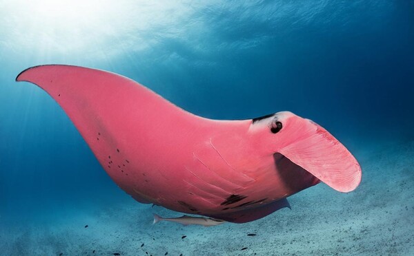 Jedna z najväčších rarít oceánskeho sveta: Na obrovskú ružovú raju natrafil fotograf len náhodou