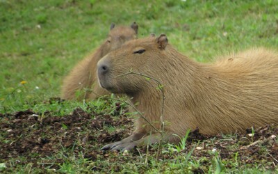 Kapybara sem, kapybara tam. Vítej na Kapybaratoku aneb když tvůj TikTok ovládnou zvířata