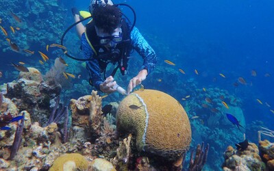 Karibské koralové útesy zasiahla tajomná a vysoko nákazlivá choroba. Je to ako covid, len smrteľnejšie