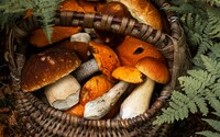 Kde rostou houby v září: Podívej se na mapu výskytu hub v ČR