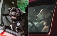 Keď vidíš psa v horúčavách zamknutého v aute, môžeš rozbiť okno a zachrániť ho