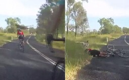 Kengura zložila nič netušiacu cyklistku za jedinú sekundu. Nepríjemné KO od mohutného zvieraťa skončilo zlomeninou aj reznou ranou